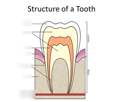 IGCSE Biology Teeth Diagram Diagram Quizlet