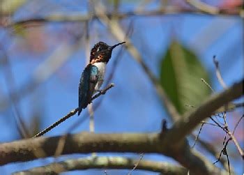 Bee Hummingbird Facts: Lesson for Kids | Study.com