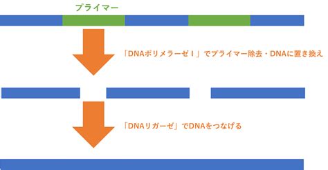 U Are Biomedicalist基礎知識