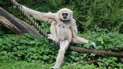 Gibbon - Alchetron, The Free Social Encyclopedia