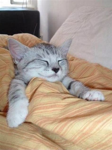 35 Funny Photos Of Cats Caught Sleeping Cat Fancast