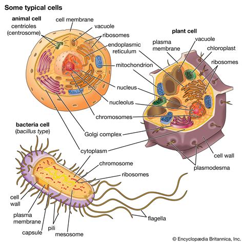 Cell - Molecules, Structure, Biology | Britannica