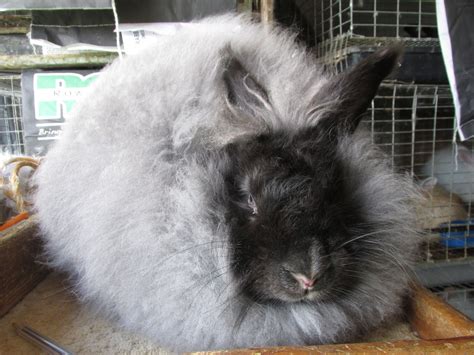 English Angora Rabbit Colors