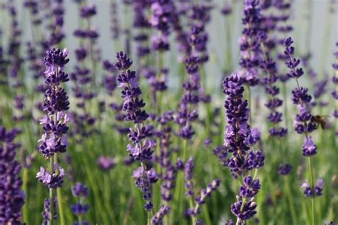 Lavendel Combineren Met Andere Planten Pvf Agbc