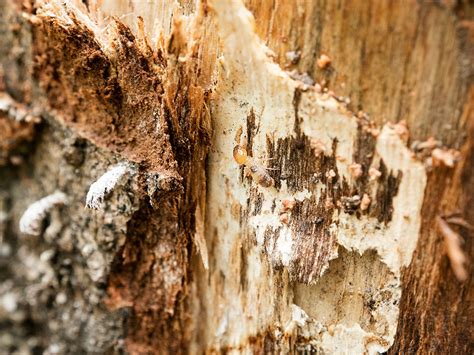 Understanding The Risks Of Dry Rot In Your Homeeeeadvisor