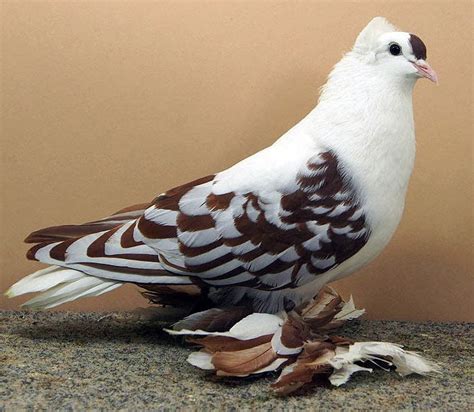 Saxon Swallow Pigeon With Origin Description Size Ornaments Color