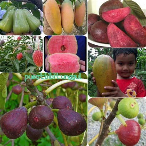 Jual Freong Paket Bibit Buah 8 Jenis Mangga Chokanan Mangga Yuwen Buah