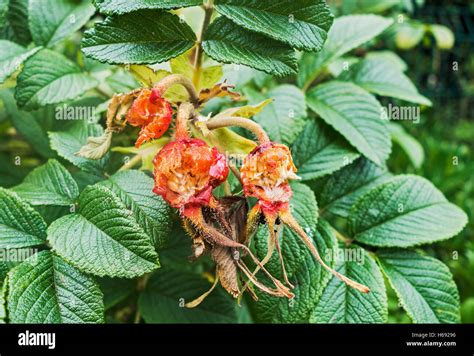 Hips And Haws Hi Res Stock Photography And Images Alamy