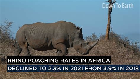 Lockdowns Pull Down Poaching Rates In Africa But Rhinos Still