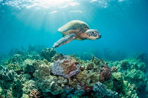 Datos Sorprendentes Sobre Las Tortugas Marinas National Geographic