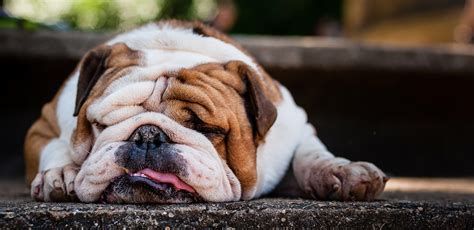 Bulldogs: A Guide to This Dignified and Strong Breed