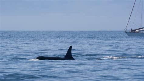 Orcas have sunk 3 boats in Europe and appear to be teaching others to ...