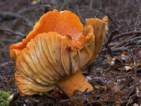 Photographer Continues To Capture The Visual Diversity Of Rare Fungi