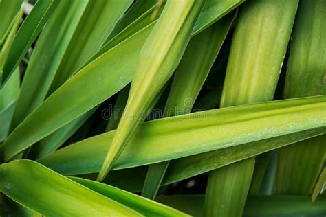 Ramas Plumosas De Punta Largas De Palmeras En Fondo Brillante Del Cielo