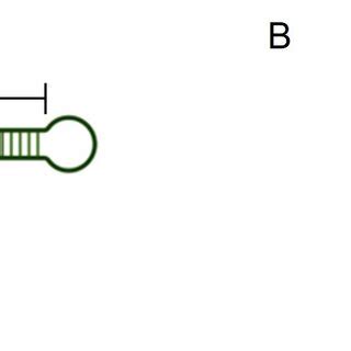 Figure A1. Features of nCoV-L. (A) Schematic diagram of secondary ...