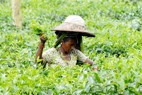 Tea Garden at Sylhet, Bangladesh Editorial Photo - Image of habiganj ...