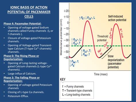 Ppt Cardiac Action Potential Powerpoint Presentation Free Download Id 4930712