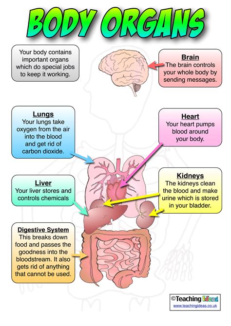 Anatomy Posters | Poster Template