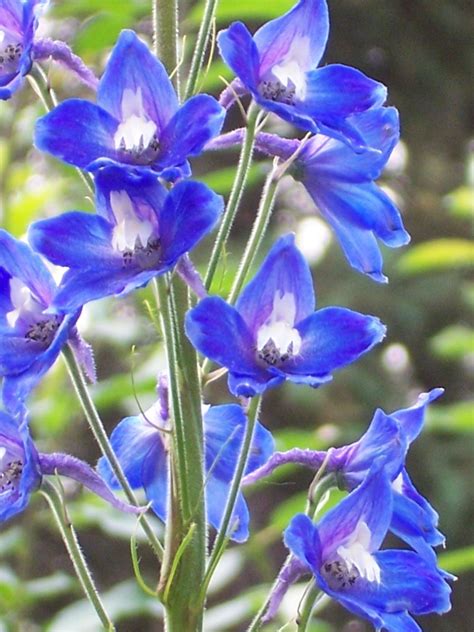 delphinium-flowers - Bloomin' Blog