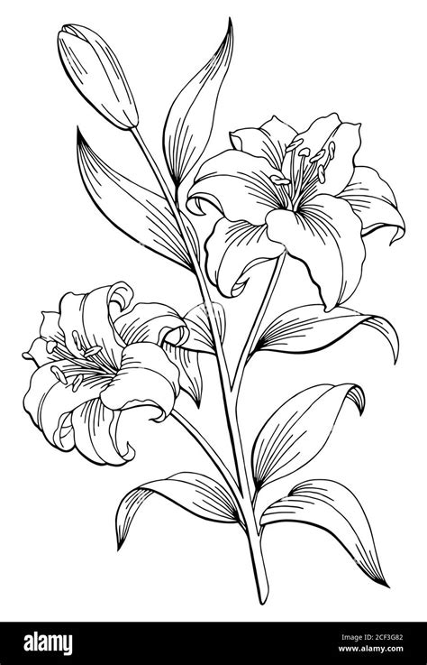 Lily Flower Graphic Black White Isolated Sketch Illustration Vector