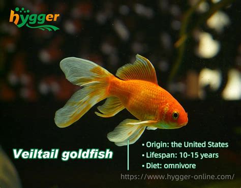 Do You Know How Long Do Goldfish Live Hygger