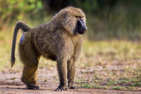 Male Olive Baboon - Burrard-Lucas Photography