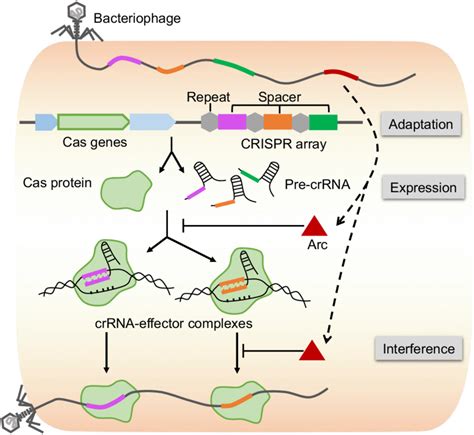 Stages Of Crispr Cas Immunity And Mechanisms Of Acr Function The