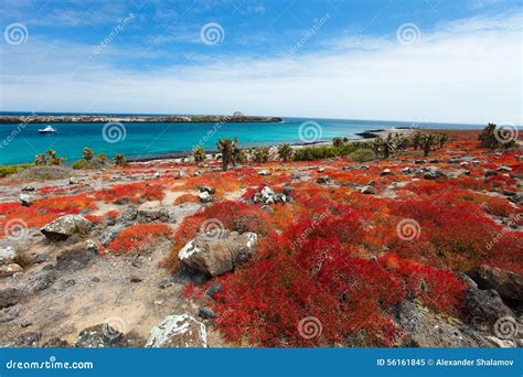 Galapagos Island Landscape Stock Image Image Of Cactus 56161845