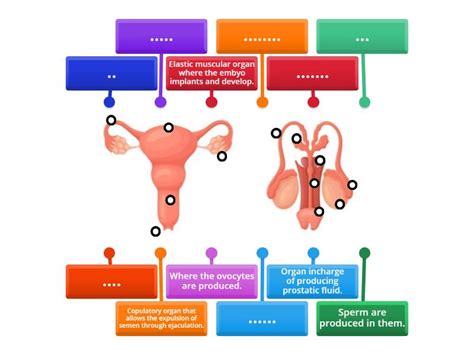 Reproductive System - Labelled diagram