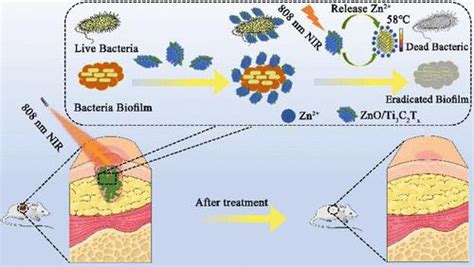 高效近红外光响应抗菌系统协同消融细菌和生物膜 ACS Applied Materials Interfaces X MOL