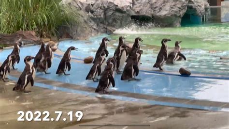 フンボルトペンギン⑤【埼玉県こども動物自然公園】たくさん食べたらプールで泳ごう！ かわいいペンギンヒルズ 2022719【動物園・水族館の