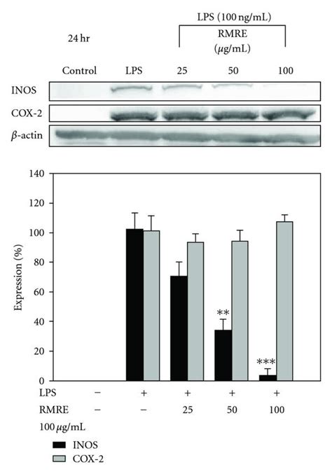 The Effects Of Rmre On Inos Cox 2 Expression In Raw264 7 Cells Equal