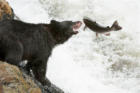 Pacific Salmon Species Spotlight Pacific Wild