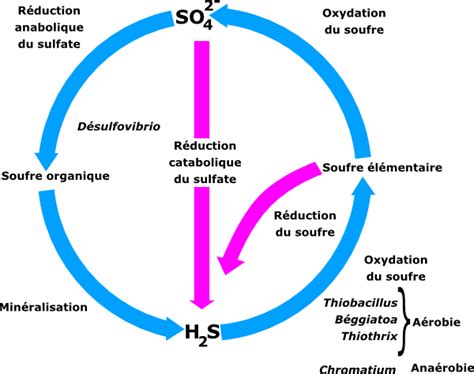 Easy Sulfur Cycle Diagram