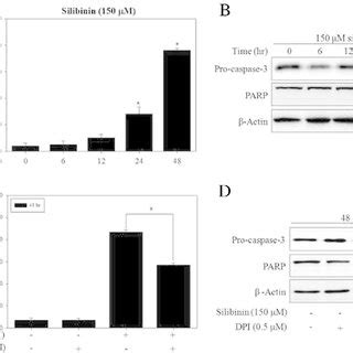 Silibinin Induced Apoptosis Through Mitochondrial Ros In Pc Cells A