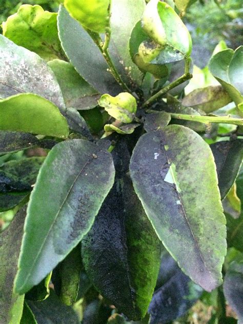 Meyer Lemon Tree Disease Pictures Captions Trendy