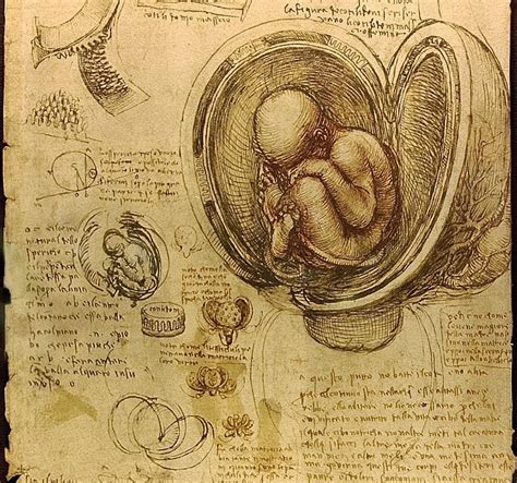 El síndrome de Fran Leonardo da Vinci El anatomista