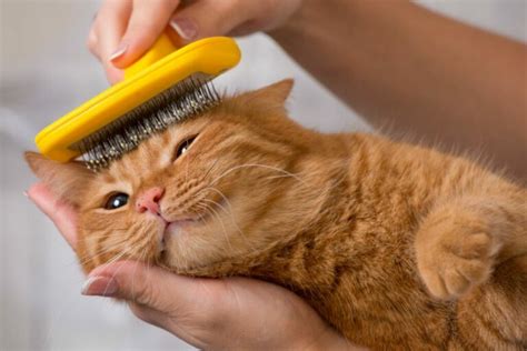 Cat Grooming How To Support Your Cats Fur Care Zooplus Magazine