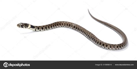 Serpiente Hierba Natrix Natrix Aislada Blanco fotografía de stock