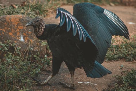 Big Black Vulture Bird Ultra HD Wallpaper | 4309x2873 resolution wallpaper