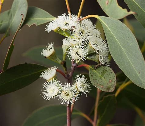 Flooded Gum Eucalyptus Pauciflora Growing Guides