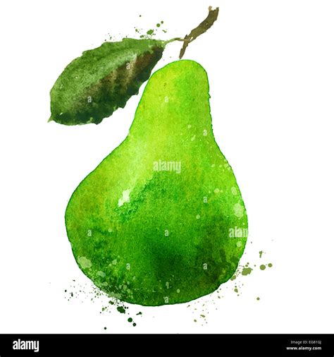 Watercolor PEAR On A White Background Vector Illustration Stock Photo