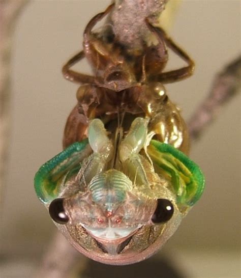 Two Cicada Nymphs from Fairview Cemetery