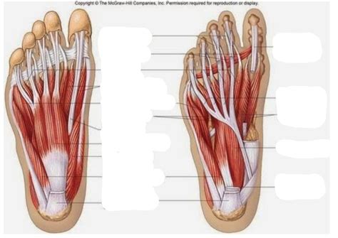 intrinsic muscles of the foot Diagram | Quizlet