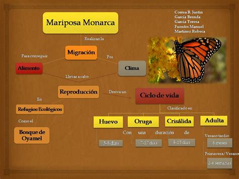 Biologia 4 Mapa Conceptual De La Mariposa Monarca Images