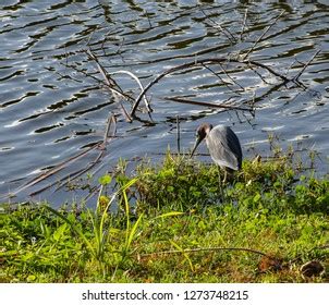 250 Martin County Florida Stock Photos Images Photography Shutterstock