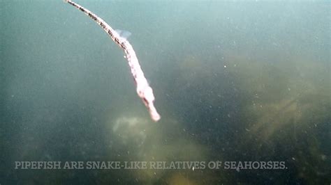 Pipefish Swim 14 Nov 2021 Youtube