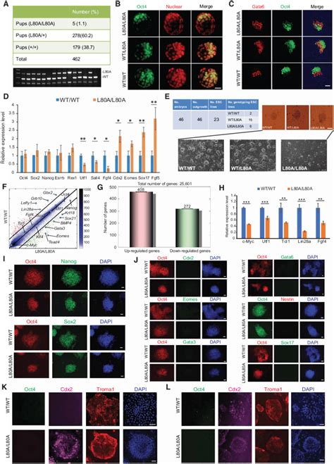 Oct4 Linker Is Crucial For Maintaining Pluripotency In Preimplantation