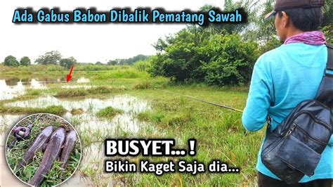 Gak Nyangka Sambaran Ikan Gabus Di Balik Pematang Sawah I Mancing