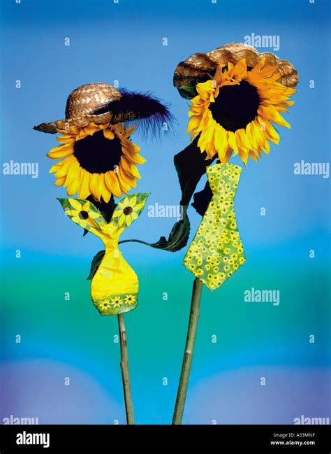 Two happily dressed sunflowers, male and female Stock Photo - Alamy